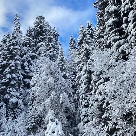شقة Terrasse Parking Pour 8 Personnes Au A Torgon